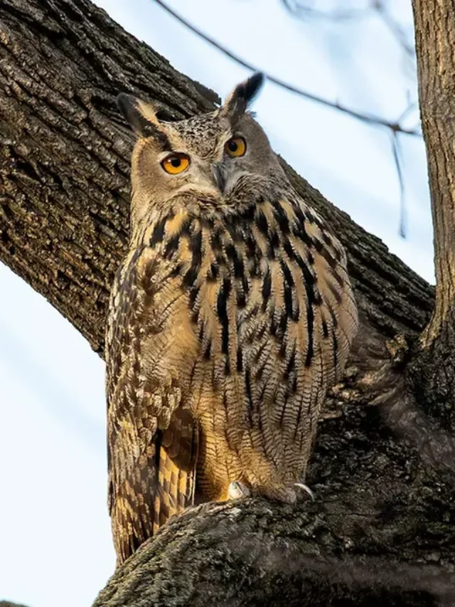 Zoologists in New York confirm Flaco the owl’s death.